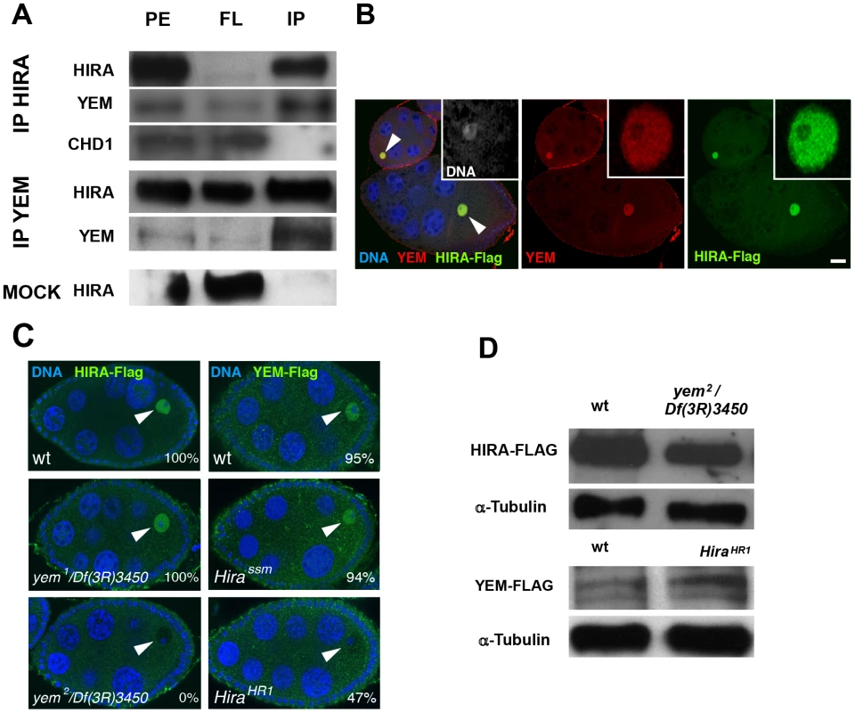 YEM and HIRA are interdependent for their localization in the germinal vesicle.