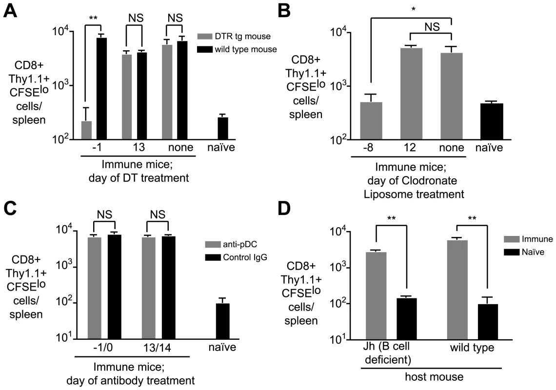 CD11c+ and phagocytic cells are required for continued antigen presentation.