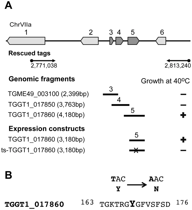 Mutation in a RRM domain-containing protein is responsible for conditional arrest of mutant 12-109C6.