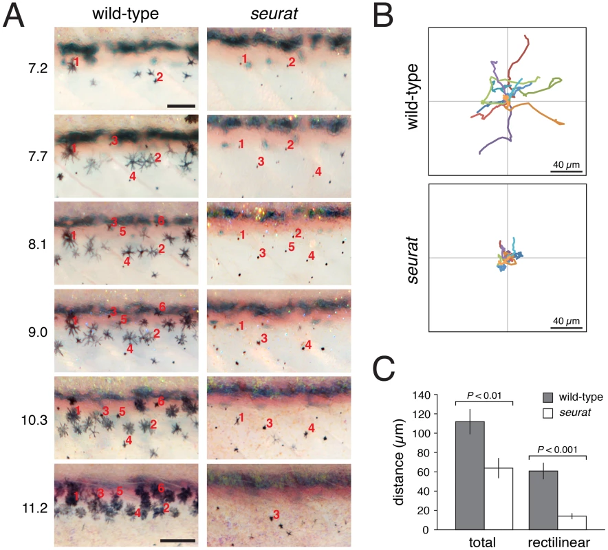 <i>igsf11</i>-dependent migration and survival of melanophores.