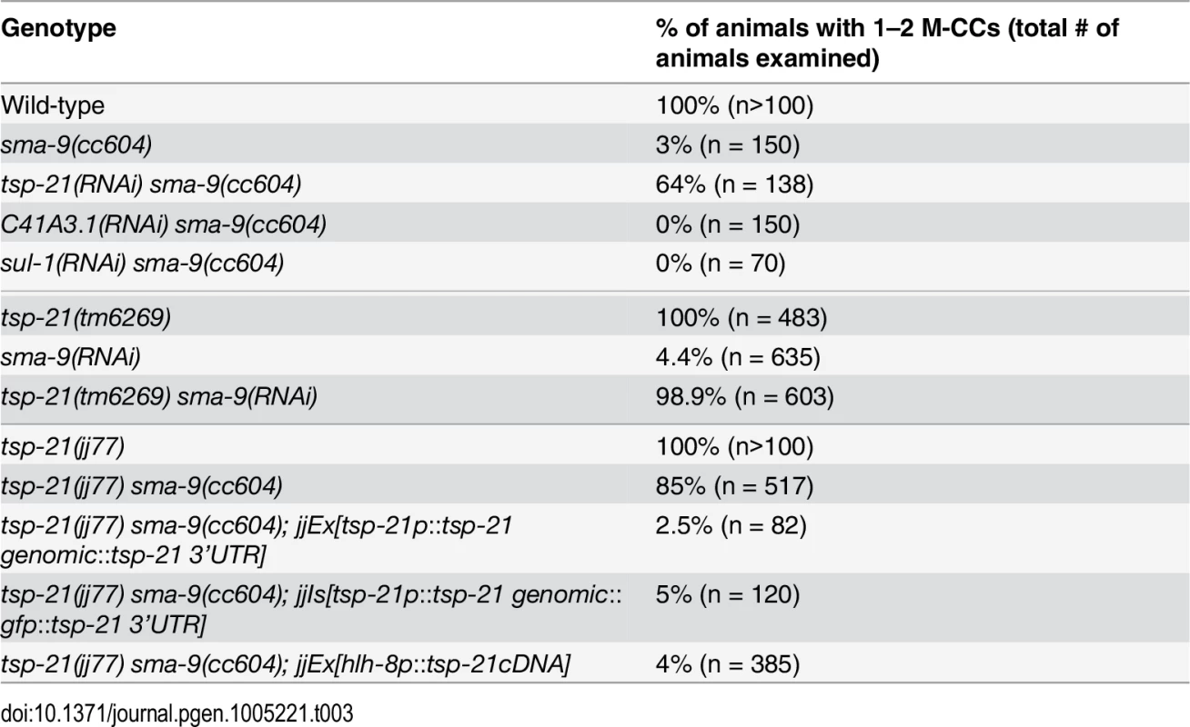 Suppression of the <i>sma-9(0)</i> M lineage defects by <i>tsp-21</i> mutations.