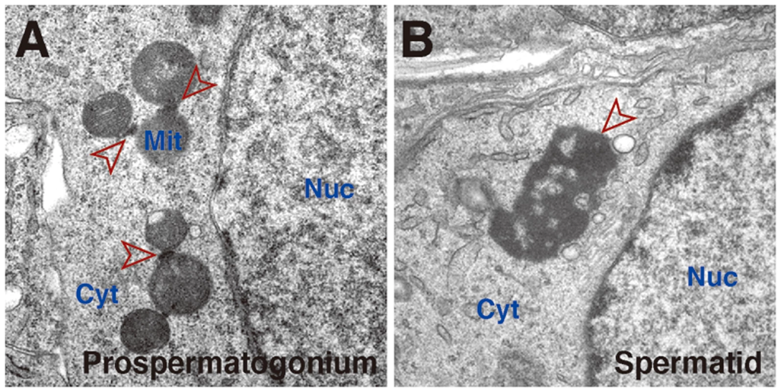 Germinal granules/nuage in mouse germ cells.