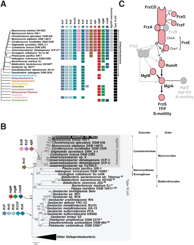 The taxonomic distribution of the <i>Myxococcus</i> motility suggests a new structure of the regulation pathway.