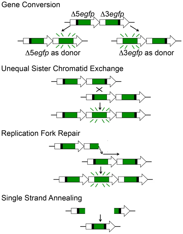 HR at the RaDR-GFP substrate can give rise to fluorescence following gene conversion, sister chromatid exchange, and replication fork repair, but not following SSA.
