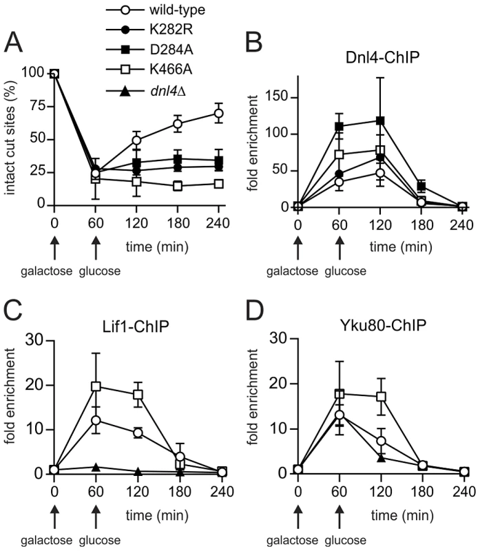 Extensive recruitment of catalytically inactive Dnl4 and associated c-NHEJ factors to a chromosomal DSB.