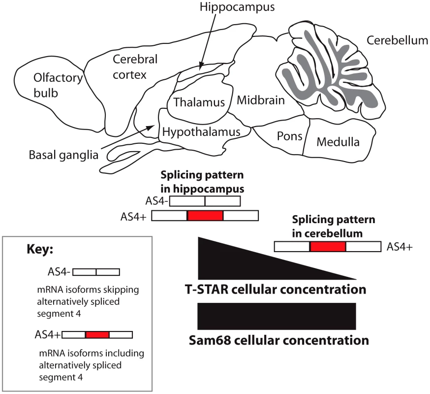 Concentration-dependent splicing model for regional regulation of <i>Nrxn1-3</i> AS4 in the mouse brain.