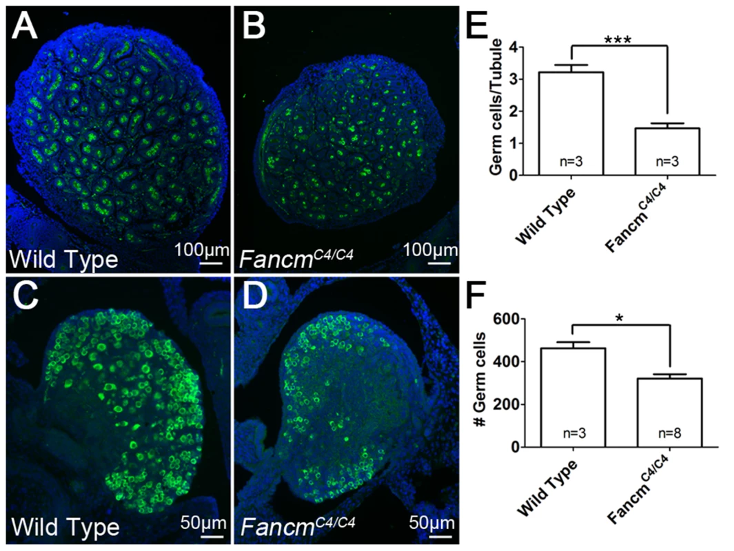 Germ cell depletion in <i>Fancm<sup>C4/C4</sup></i> occurs before birth.