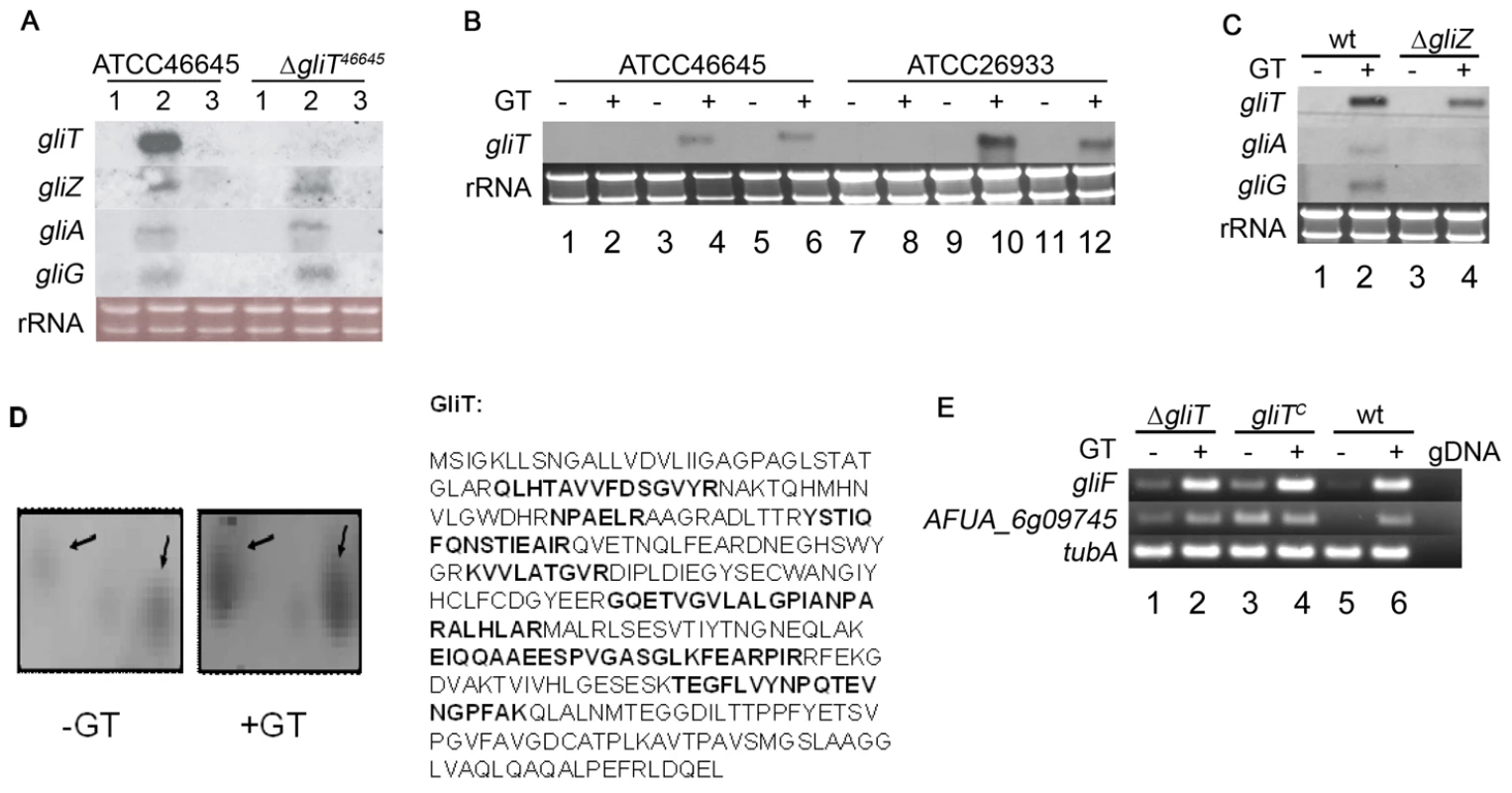<i>gliT</i> expression.
