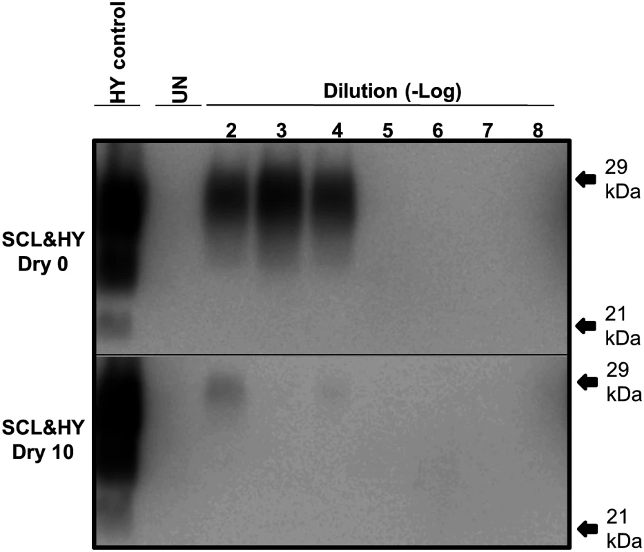 Reduced PMCA conversion coefficient of SCL-HY after repeated cycles of drying and wetting.
