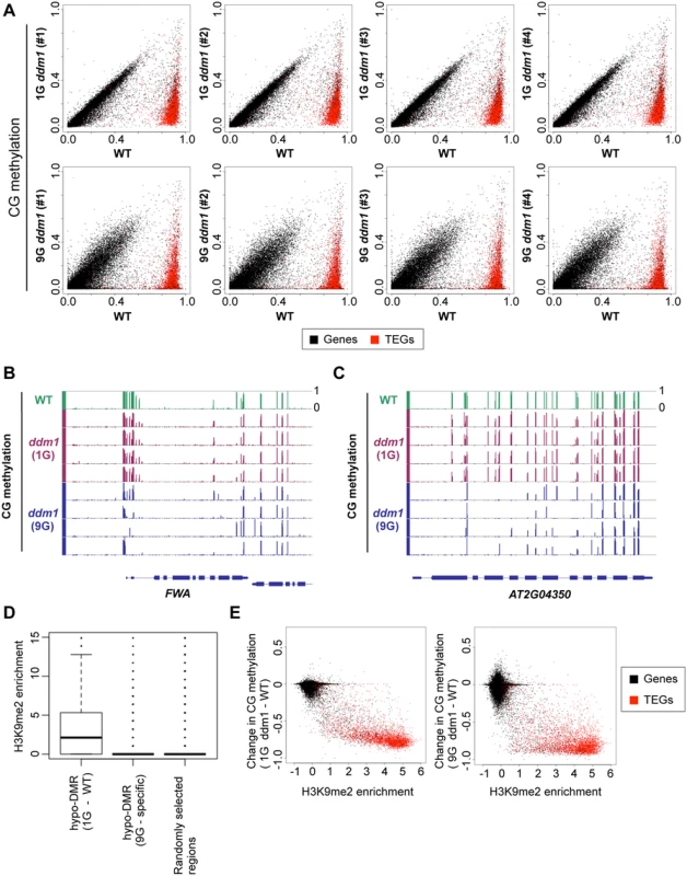 Change of CG methylation during self-pollination of <i>ddm1</i> mutants.