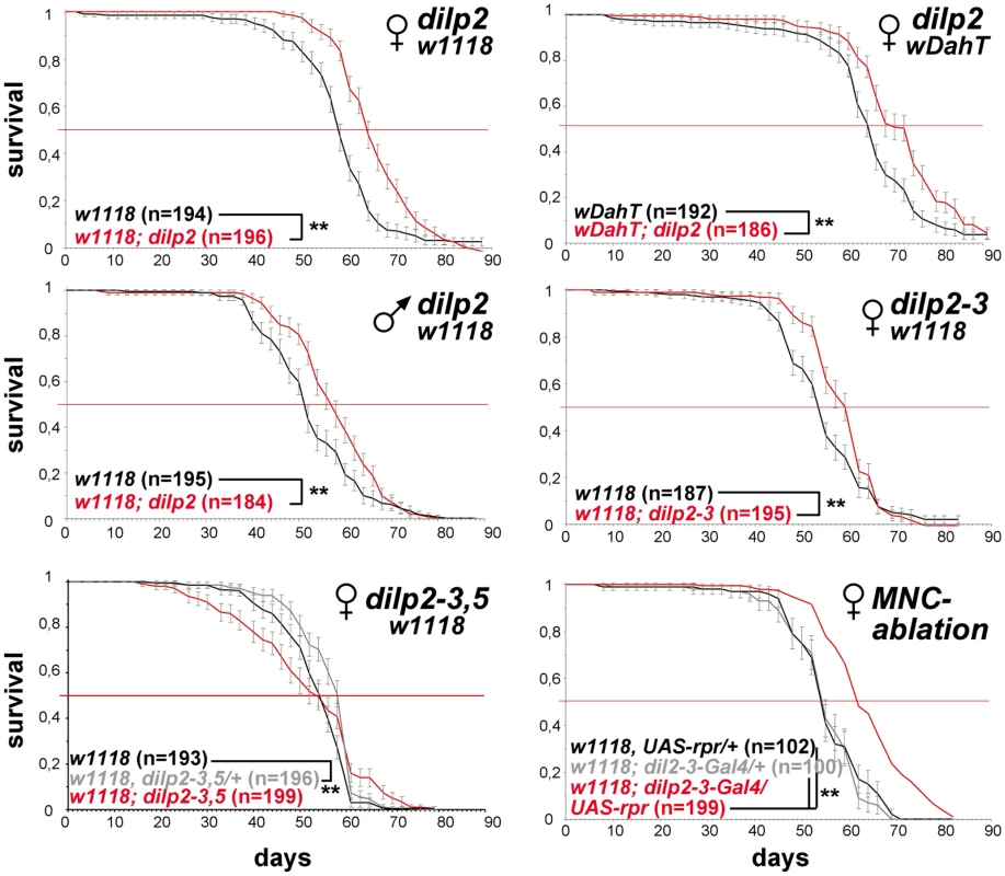 <i>dilp2</i> mutant flies are long-lived.