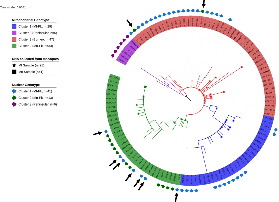 Phylogenetic tree constructed from <i>P</i>. <i>knowlesi</i> mitochondrial sequences for the 60 whole genome sequenced samples and 54 published others [<em class="ref">6</em>] sourced from human, <i>M</i>. <i>nemestrina (Mn)</i> and <i>M</i>. <i>fascicularis (Mf)</i> samples.