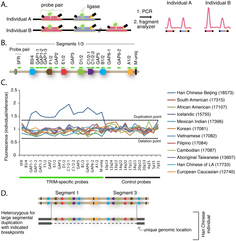 TRIM genes in segments 1 and 3 are copy number variable.