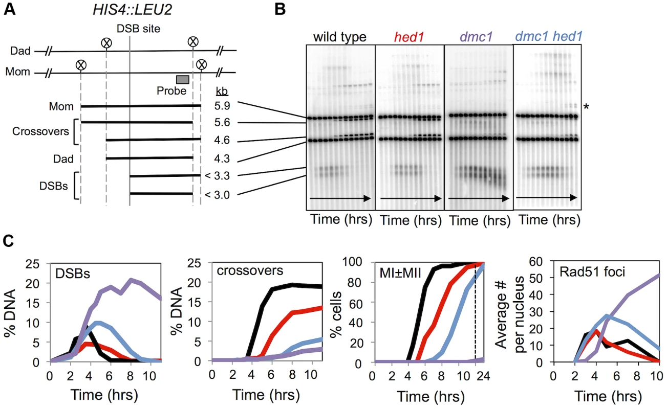 Analysis of DSBs and crossovers in <i>hed1</i> and <i>dmc1 hed1</i> mutants.