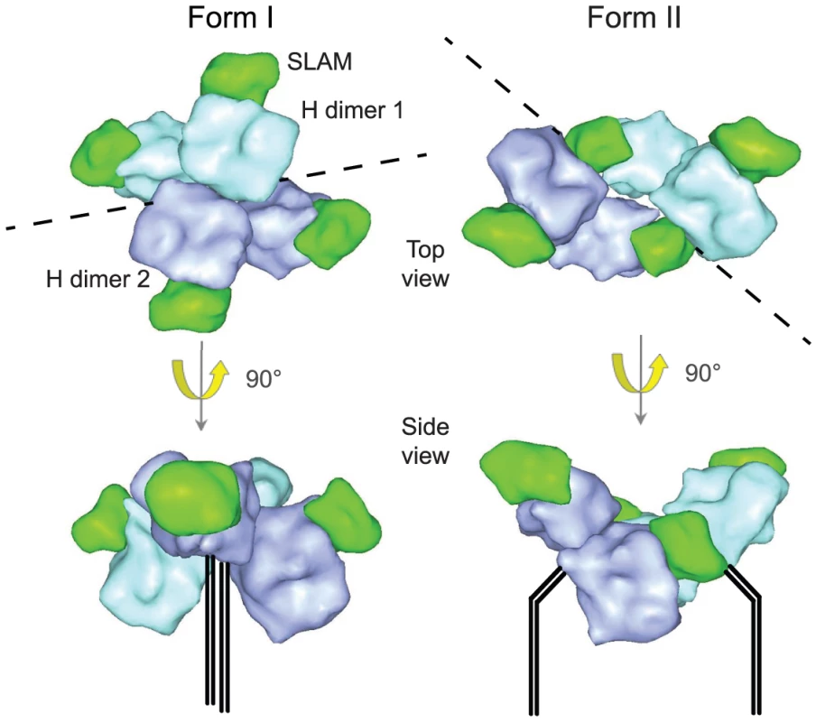 Representation of MeV H head domains complexed with soluble Slam receptor based on the coordinates reported by Hashiguchi and colleagues <em class="ref">[<b>31</b>]</em>.
