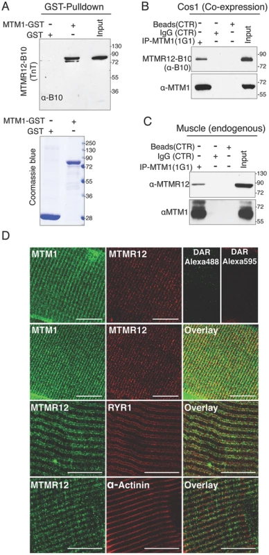 Protein-protein interactions between myotubularin and MTMR12 proteins.