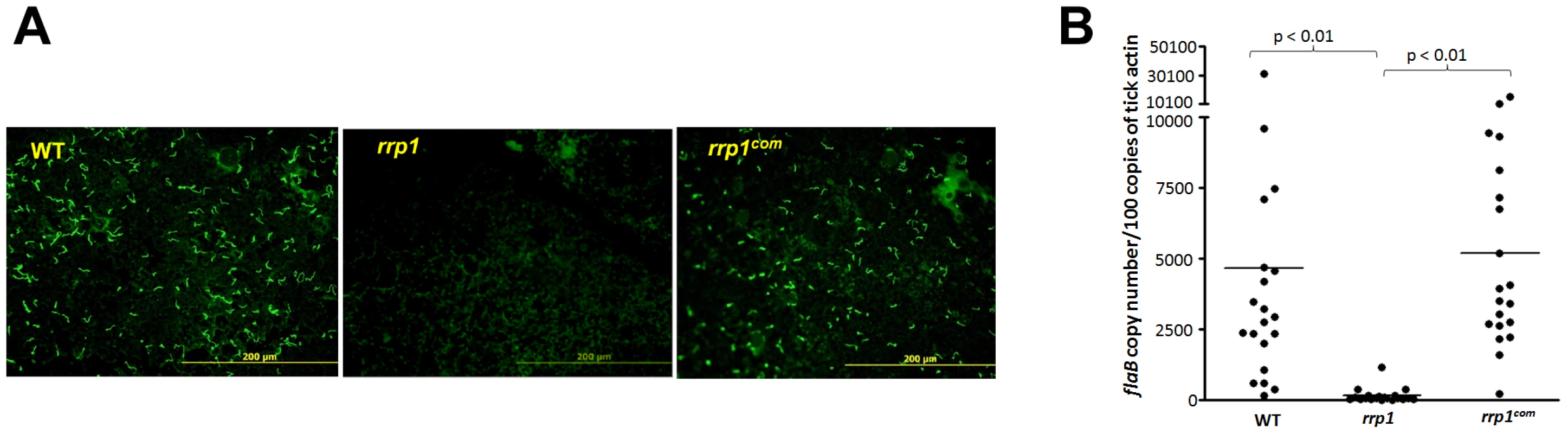 The <i>rrp1</i> mutant failed to survive in ticks upon acquisition.