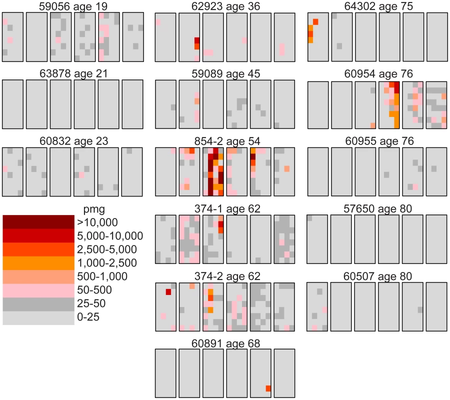 Distribution of the MEN2B mutations in 14 human testes.