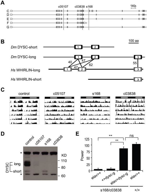 <i>dysc</i> is the <i>Drosophila</i> ortholog of <i>whirlin</i>, a member of the mammalian Usher complex.