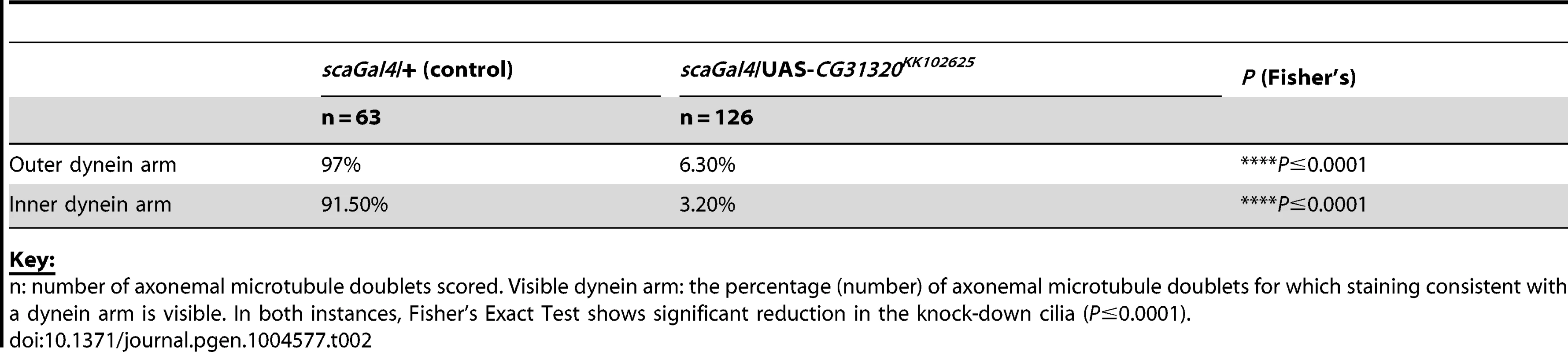 Frequency of visible dynein arms in <i>Drosophila</i> sensory-neural specific <i>CG31320</i> RNAi mutant Ch neuronal axonemes by TEM.