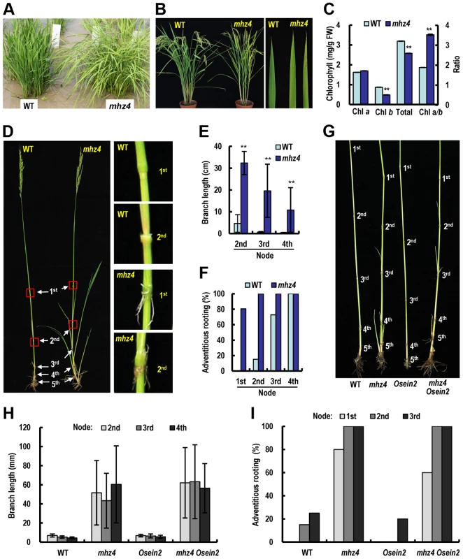 Phenotypic comparison of field-grown plants.