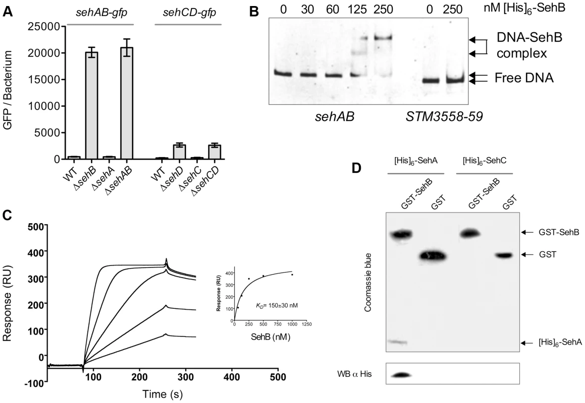 SehB and SehD antitoxins bind to their promoter region.