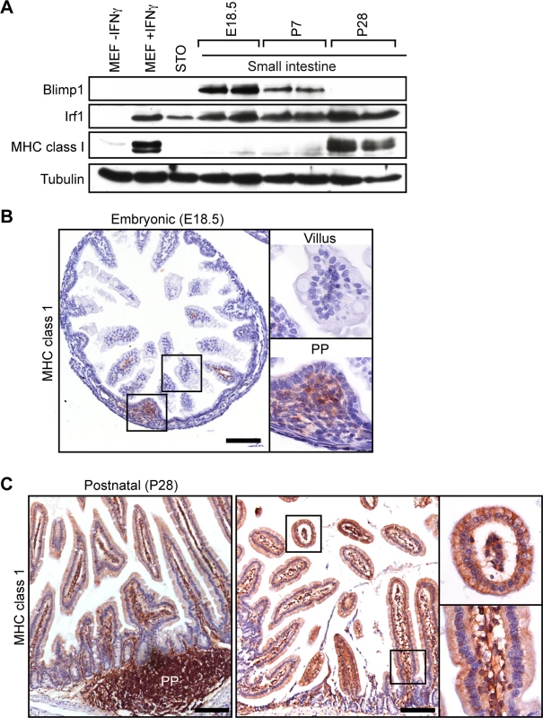 The onset of MHC class I expression coincides with down-regulated Blimp1 expression during the suckling to weaning transition.