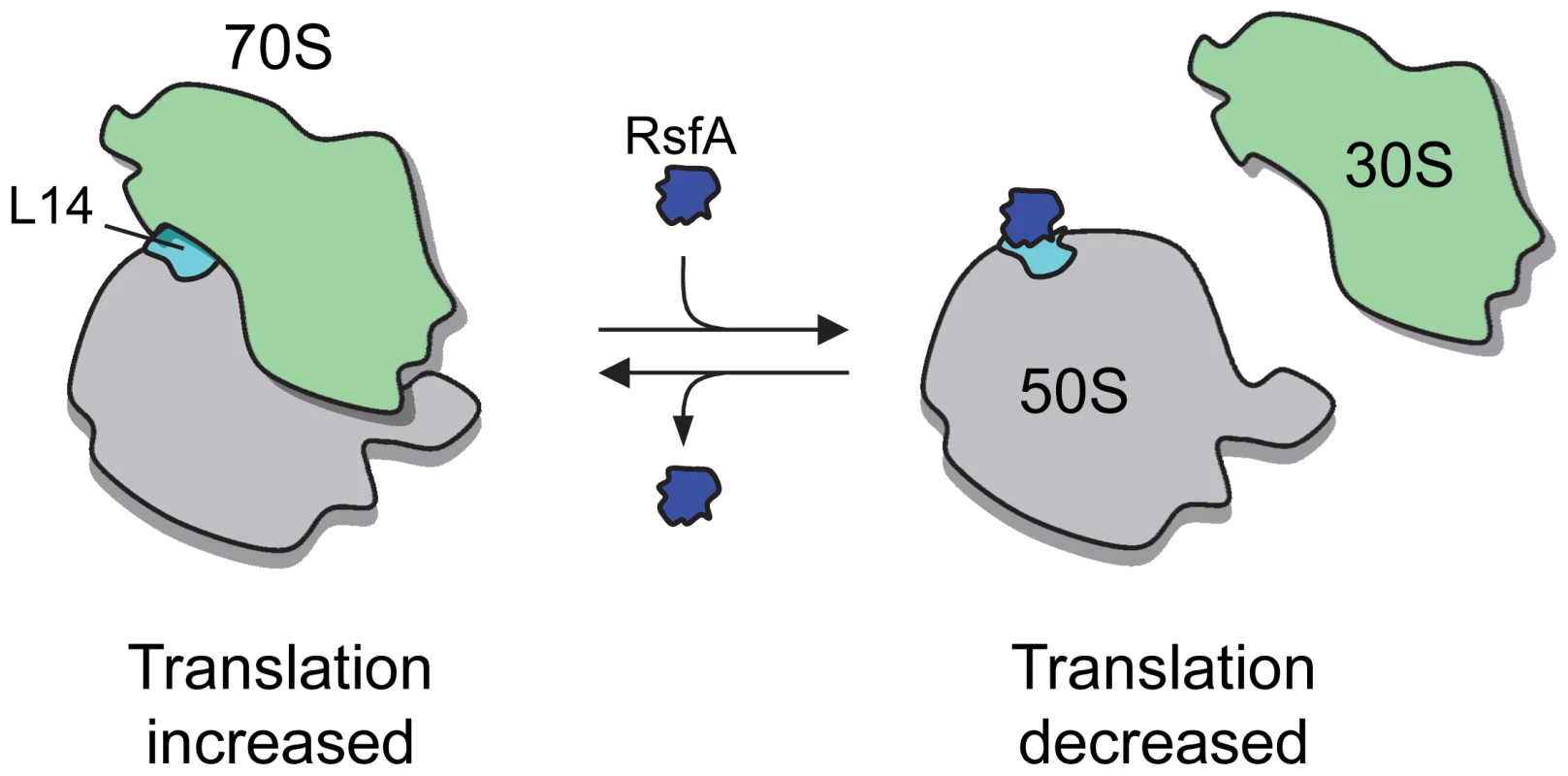 A model of RsfA action.