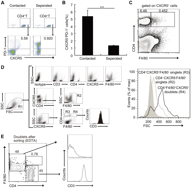 Macrophages drive Tfh cell development through a cell-cell contact-dependent mechanism.