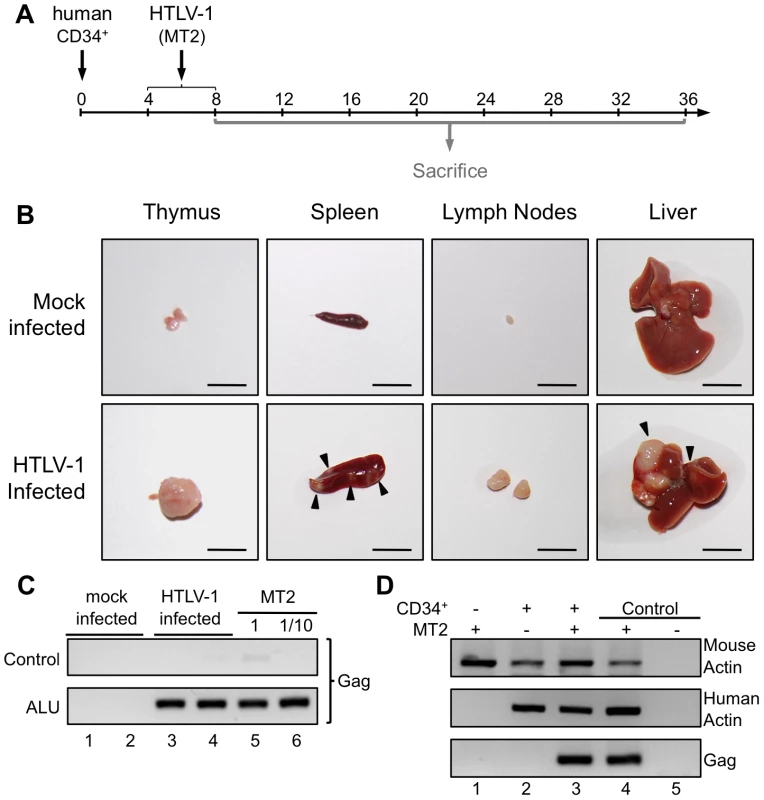 Integration of the HTLV-1 provirus in the genome of human cells in HTLV-1-infected HIS Rag2<sup>-/-</sup>γ<sub>c</sub><sup>-/-</sup> mice.