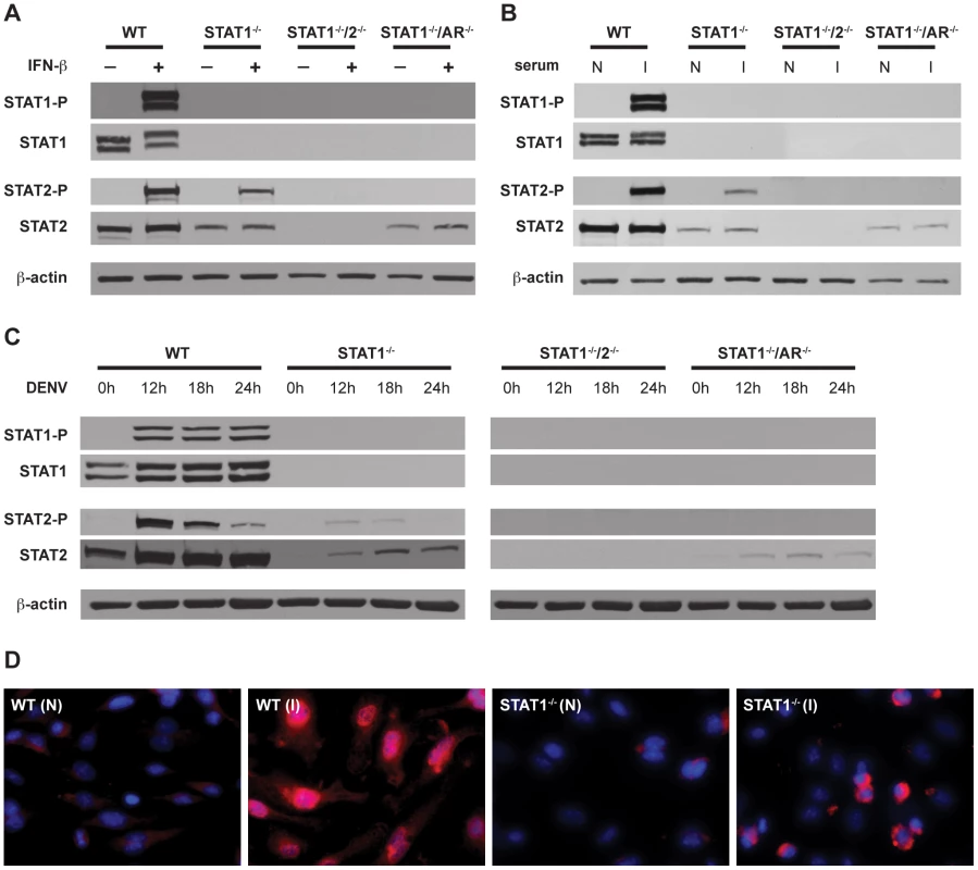 Activation of STAT1 and STAT2 in bone marrow-derived macrophages.