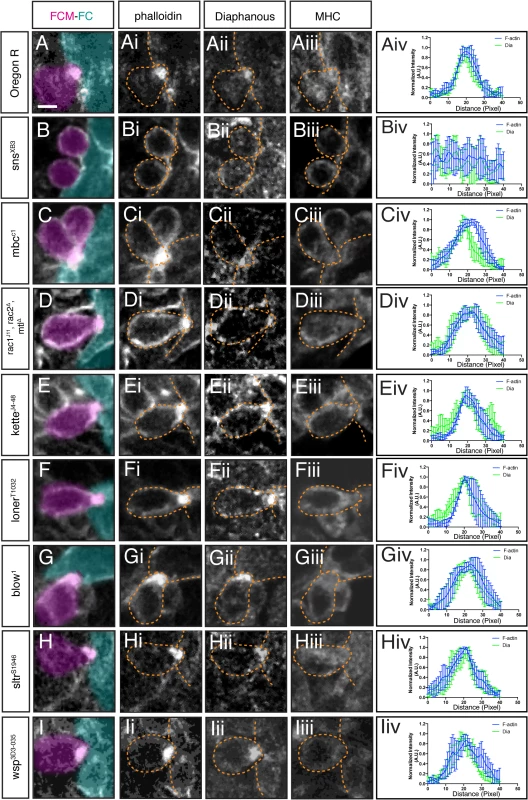 Dia localization at the fusion site is dependent on FC/FCM recognition and adhesion, but independent of regulators of Arp2/3.