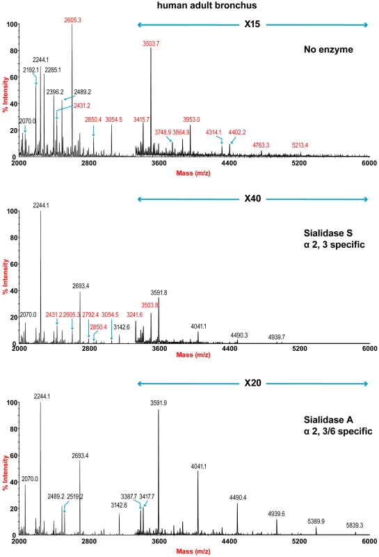 N-glycan profile of bronchus following sialidase treatment.