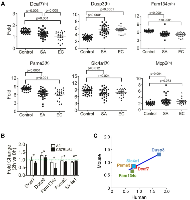 Human orthologues of six candidate genes were significantly differentially expressed between patients with <i>S. aureus</i> blood stream infection (BSI) and healthy subjects, and five of these genes (<i>Dcaf7</i>, <i>Dusp3</i>, <i>Fam134c</i>, <i>Psme3</i>, and <i>Slc4a1</i>) demonstrated consistent uninfected vs infected expression patterns between mouse and human.