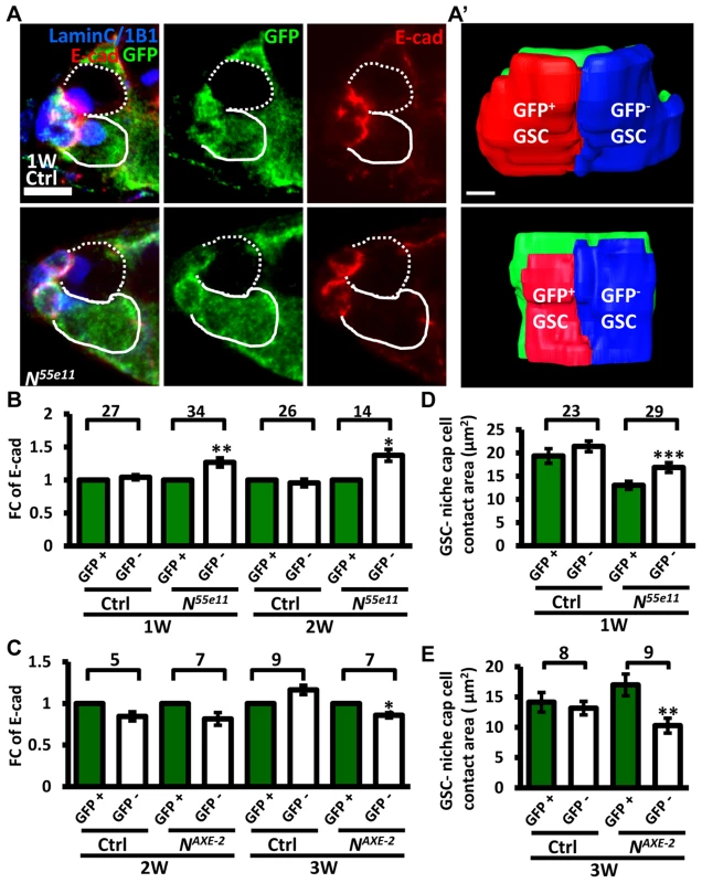Notch signaling regulates levels of E-cadherin between GSCs and the niche.