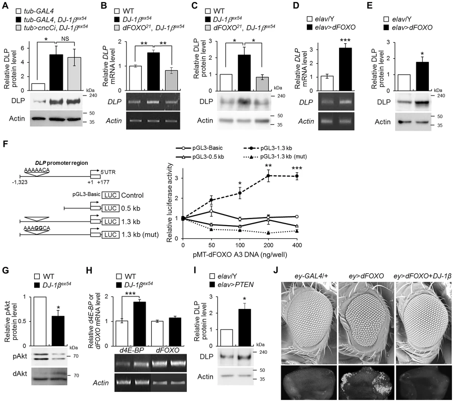 The role of <i>dFOXO</i> in the regulation of <i>DLP</i> by <i>DJ-1β</i>.