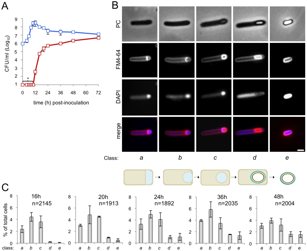 Sporulation in <i>C. difficile</i> 630Δ<i>erm</i>.