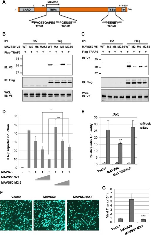The N-terminal TRAF2-binding motif is critical for MAVS50 to inhibit IFN induction.