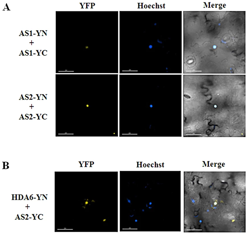 AS1and AS2 formed the homodimer in plants.