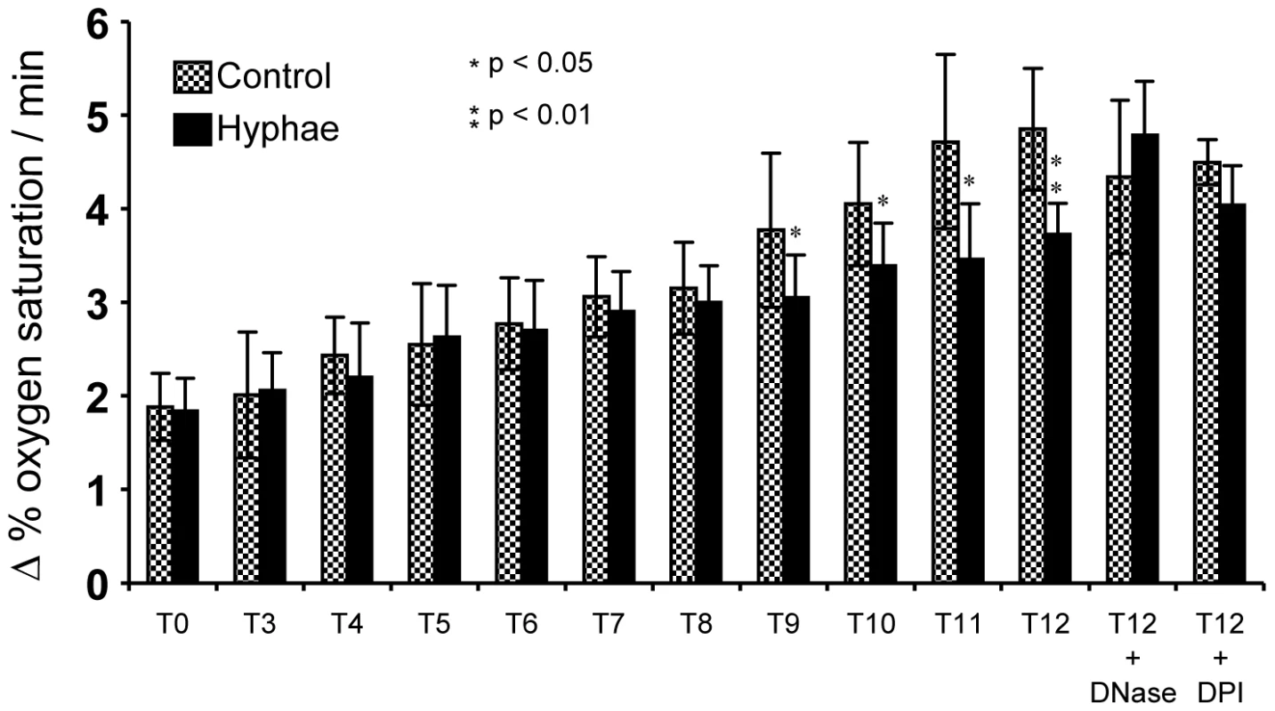 Determination of the atmospheric molecular oxygen consumption of <i>A. fumigatus</i> hyphae after co-incubation with neutrophils for 3 to 12 h.