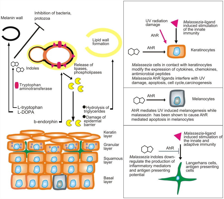 Model showing the putative interactions of <i>Malassezia</i> yeasts with the skin.