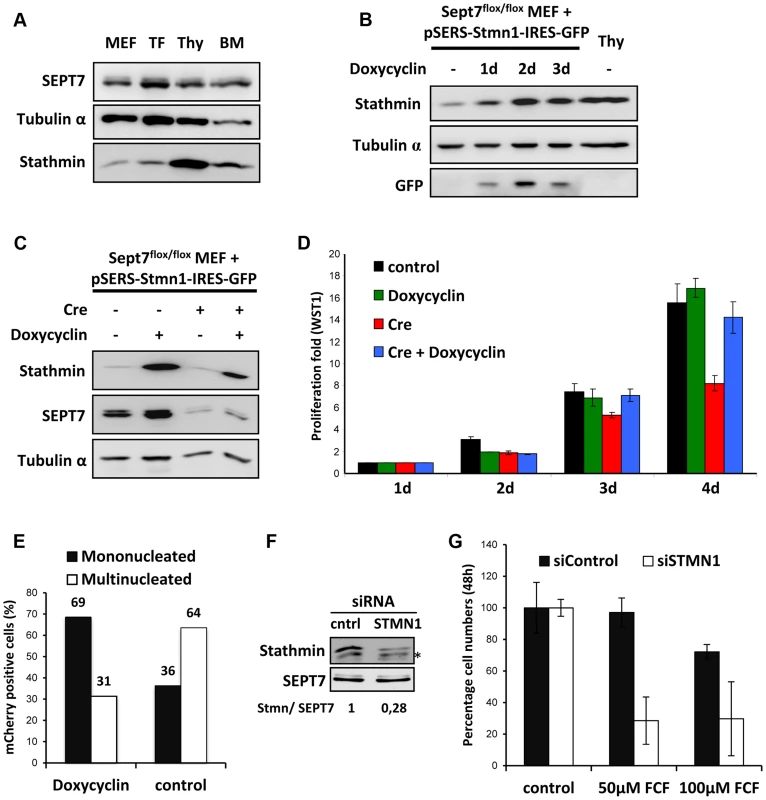 Stathmin expression levels correlate with SEPT7 dependence on cytokinesis.