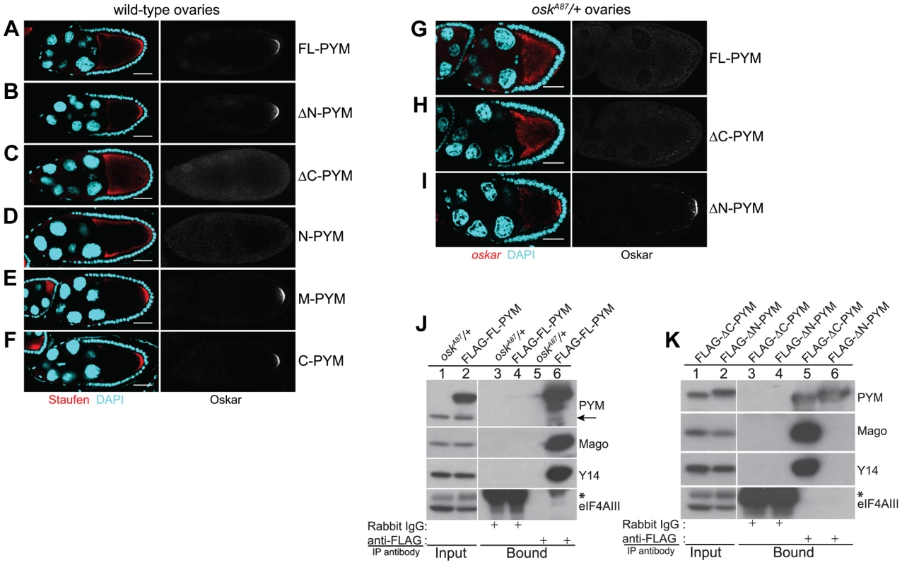 Over-expression of the N-terminal of <i>Dm</i>PYM affects <i>oskar</i> transport.