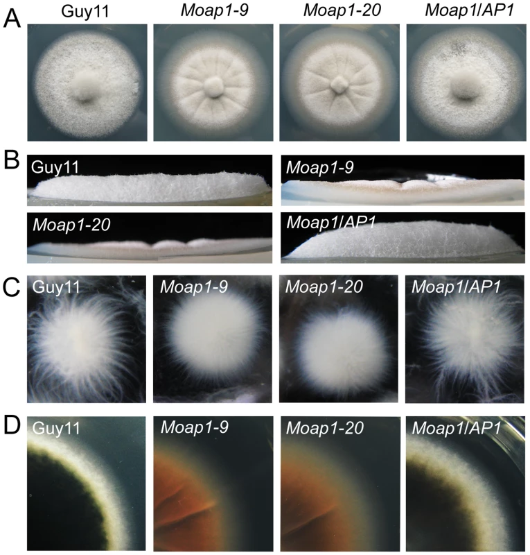 The effect of MoAP1 on mycelia growth.