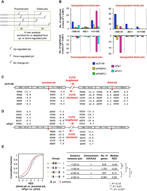 Cis elements associated with regulated pAs.