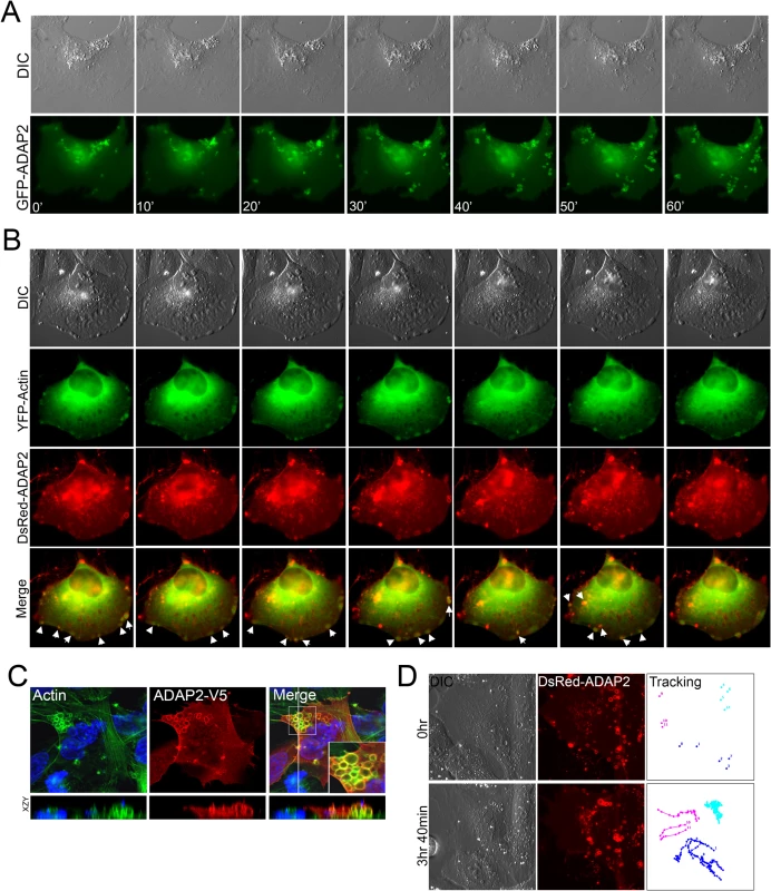 ADAP2 associates with membrane ruffles and actin.