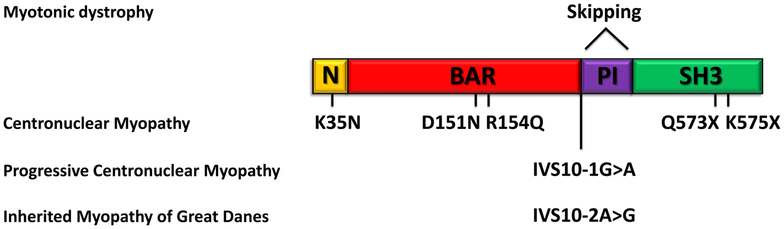 Schematic representation of the amphiphysin 2 domains and <i>BIN1</i> alterations in different myopathies.