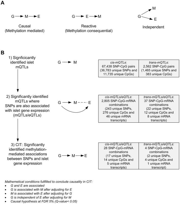 CIT analysis identifies mQTLs where DNA methylation potentially mediates genetic associations with mRNA expression in human pancreatic islets.