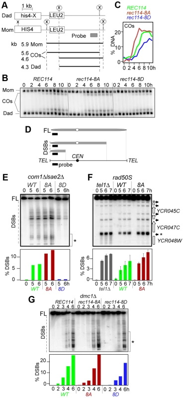 Effect of <i>rec114-8A</i> and <i>rec114-8D</i> on levels of COs and DSBs.