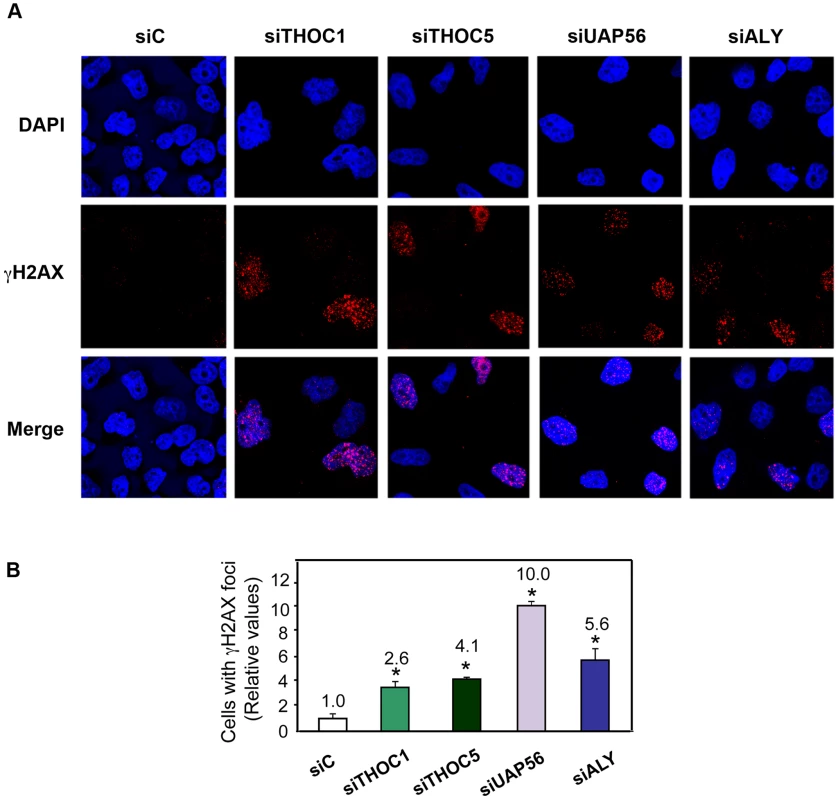 THO/TREX depletion increases cellular DNA damage response.